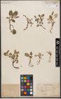 Foto von Salix reticulata L.